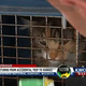 Illustration for article titled The Most Beautiful Modern Art: News Chyrons Featuring Cats